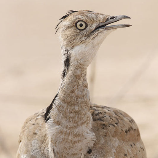 The Houbara Bustard: The Majestic Emblem of the UAE