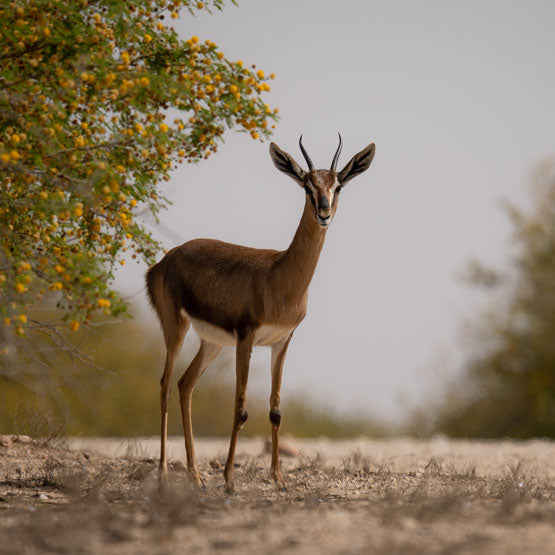 Al Marmoom Conservation Reserve: A Jewel of Dubai's Wilderness and Conservation for Generations to Come