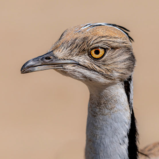 Bustard-Section-2-Image-1_555x555px.jpg