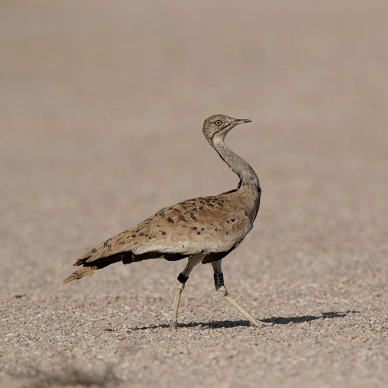 Bustard-Section.-2-Image-2_555x555px.jpg