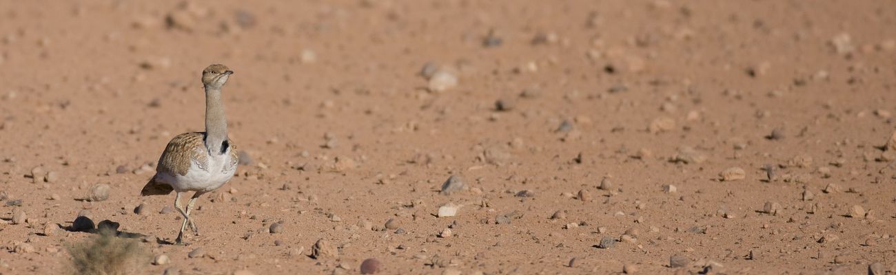 Houbara_Banner_1300_x_400px.jpg